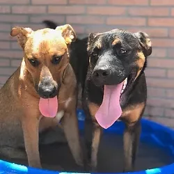 pups-in-pool