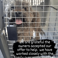 Grooms_small dog in travel crate-min