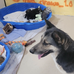 Rescue Partners_Shepherd mama with pups at intake