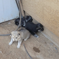 Rescue Partners_Shepherd pups 3